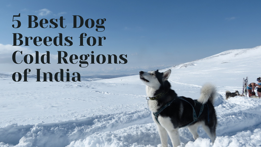 5 Best Dog Breeds for Cold Regions of India
