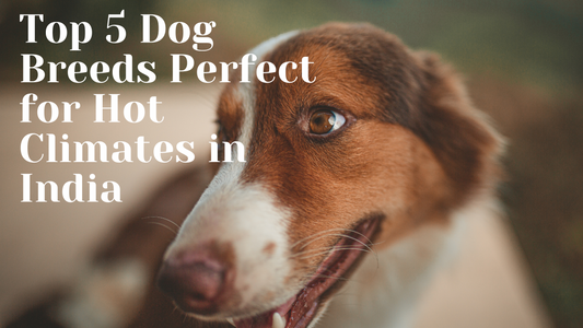 Top 5 Dog Breeds Perfect for Hot Climates in India