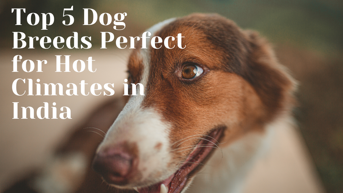 Top 5 Dog Breeds Perfect for Hot Climates in India